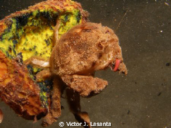 redeye sponge crab at night in crash boat dive site at Ag... by Victor J. Lasanta 